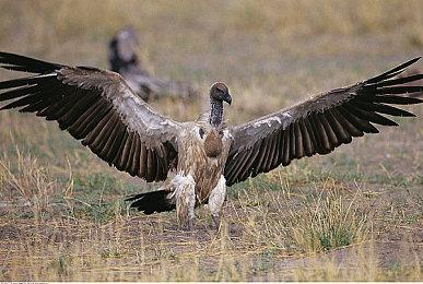 《合金装备3RE》确认参加TGS 或提供试玩